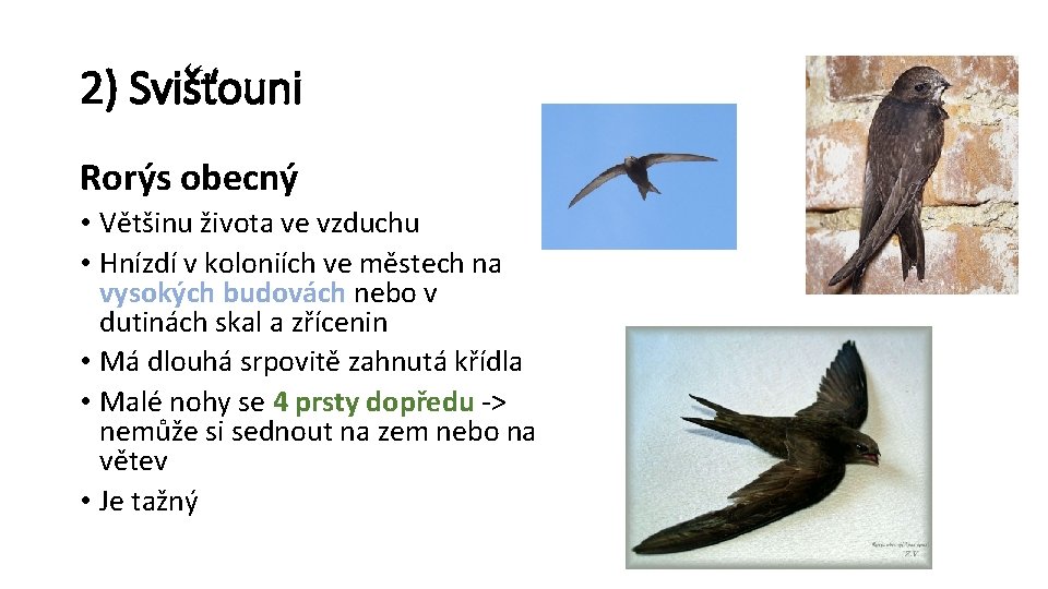 2) Svišťouni Rorýs obecný • Většinu života ve vzduchu • Hnízdí v koloniích ve