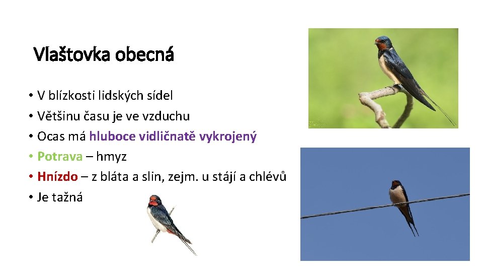 Vlaštovka obecná • V blízkosti lidských sídel • Většinu času je ve vzduchu •