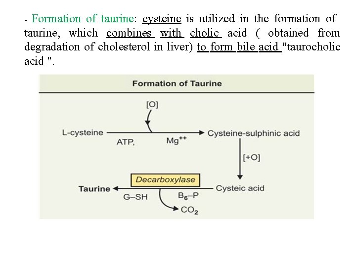 - Formation of taurine: cysteine is utilized in the formation of taurine, which combines