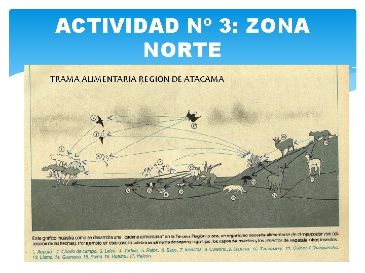 ACTIVIDAD Nº 3: ZONA NORTE TRAMA ALIMENTARIA REGIÓN DE ATACAMA 