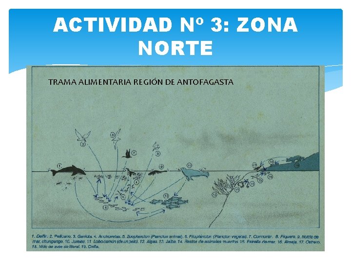 ACTIVIDAD Nº 3: ZONA NORTE TRAMA ALIMENTARIA REGIÓN DE ANTOFAGASTA 
