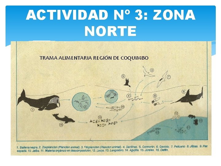 ACTIVIDAD Nº 3: ZONA NORTE TRAMA ALIMENTARIA REGIÓN DE COQUIMBO 