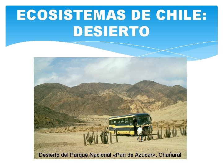 ECOSISTEMAS DE CHILE: DESIERTO Desierto del Parque Nacional «Pan de Azúcar» , Chañaral 