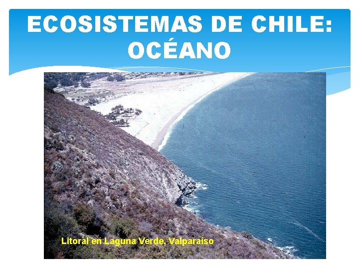 ECOSISTEMAS DE CHILE: OCÉANO Litoral en Laguna Verde, Valparaíso 