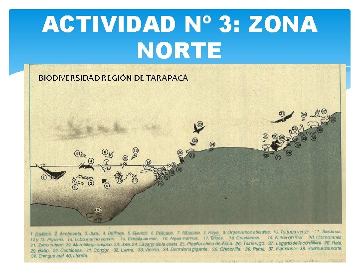 ACTIVIDAD Nº 3: ZONA NORTE BIODIVERSIDAD REGIÓN DE TARAPACÁ 