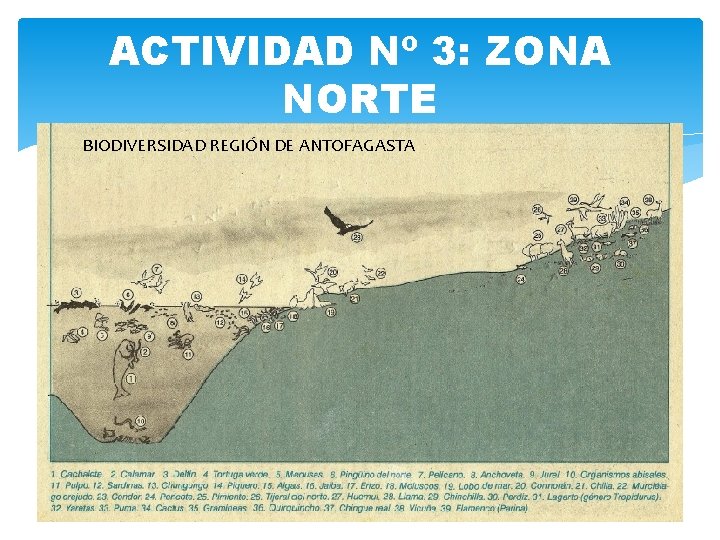 ACTIVIDAD Nº 3: ZONA NORTE BIODIVERSIDAD REGIÓN DE ANTOFAGASTA 