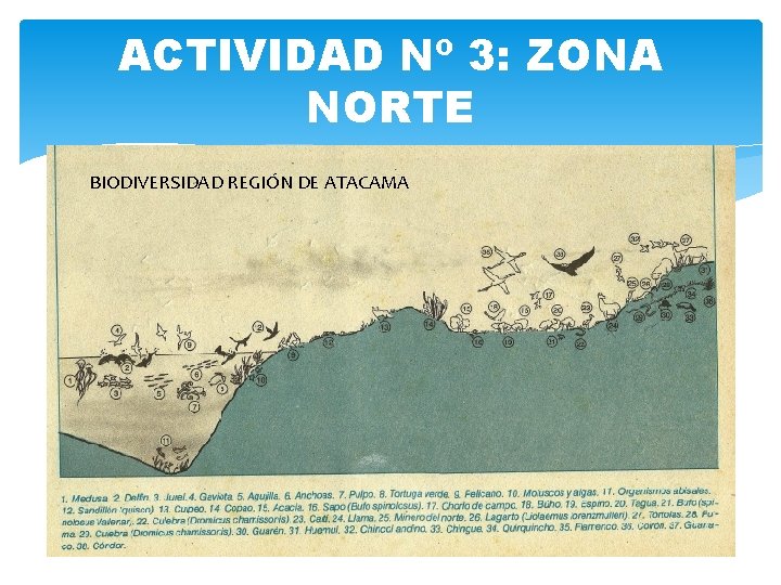 ACTIVIDAD Nº 3: ZONA NORTE BIODIVERSIDAD REGIÓN DE ATACAMA 