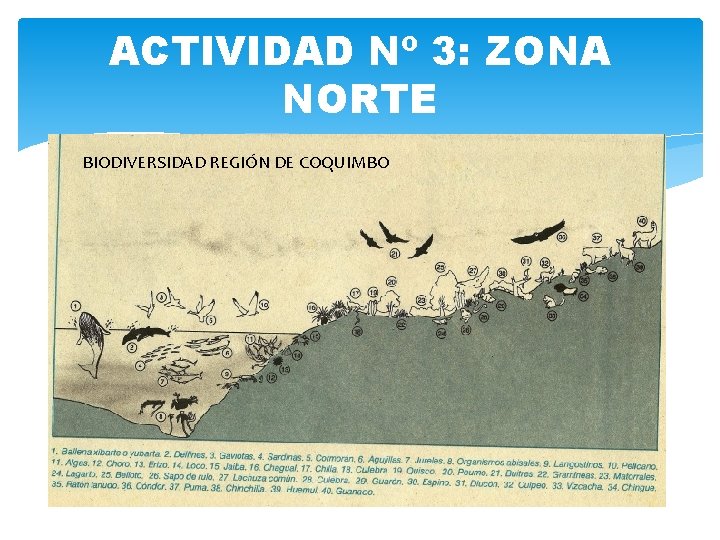 ACTIVIDAD Nº 3: ZONA NORTE BIODIVERSIDAD REGIÓN DE COQUIMBO 