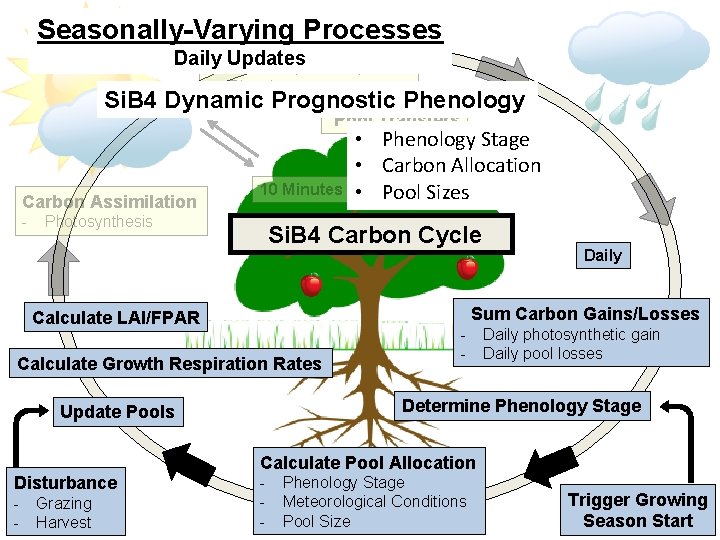 Carbon. Processes Release Seasonally-Varying - Autotrophic Respiration Daily - Updates Heterotrophic Respiration - Disturbance