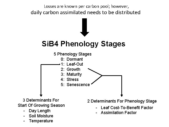 Losses are known per carbon pool; however, daily carbon assimilated needs to be distributed