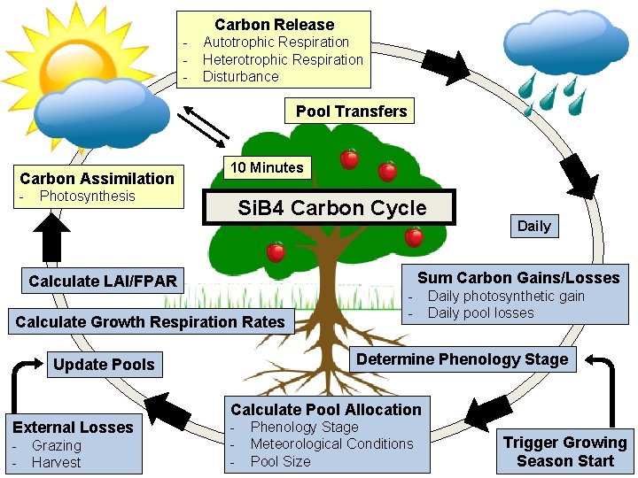Carbon Release - Autotrophic Respiration Heterotrophic Respiration Disturbance Pool Transfers Carbon Assimilation - 10