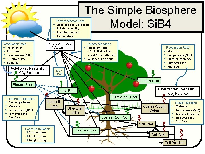  The Simple Biosphere Model: Si. B 4 Photosynthesis Rate Light, Rubisco, Utilization Relative