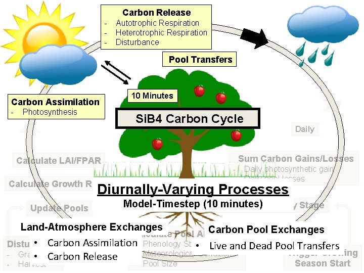 Carbon Release - Autotrophic Respiration Heterotrophic Respiration Disturbance Pool Transfers Carbon Assimilation - 10
