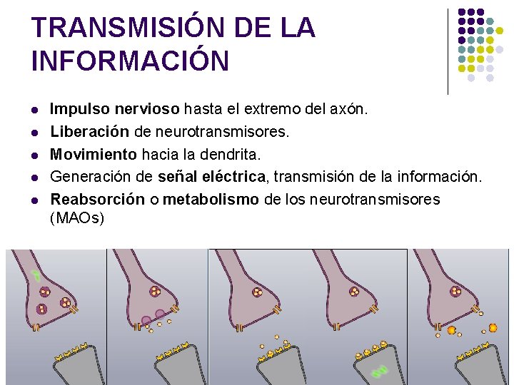 TRANSMISIÓN DE LA INFORMACIÓN l l l Impulso nervioso hasta el extremo del axón.