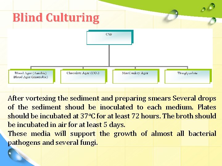 Blind Culturing After vortexing the sediment and preparing smears Several drops of the sediment Blind Culturing After vortexing the sediment and preparing smears Several drops of the sediment