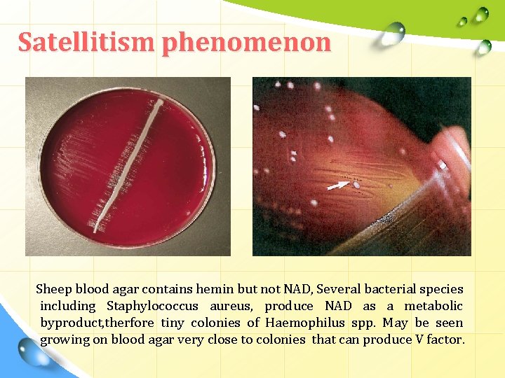 Satellitism phenomenon Sheep blood agar contains hemin but not NAD, Several bacterial species including Satellitism phenomenon Sheep blood agar contains hemin but not NAD, Several bacterial species including