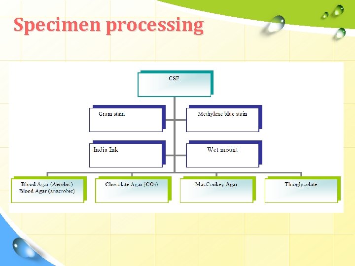 Specimen processing Specimen processing