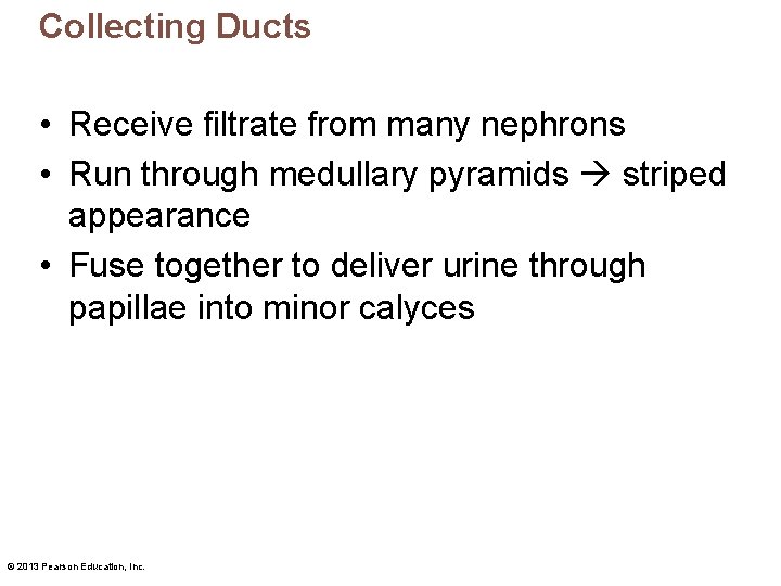 Collecting Ducts • Receive filtrate from many nephrons • Run through medullary pyramids striped