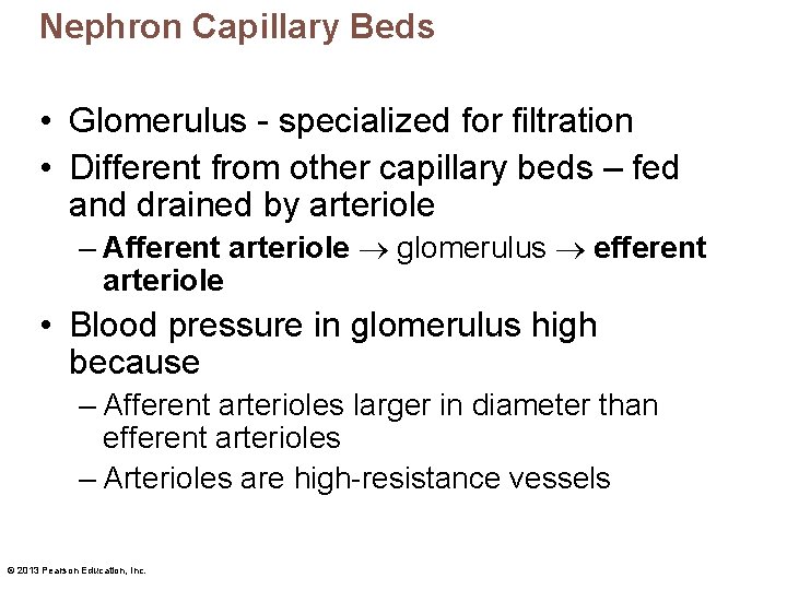 Nephron Capillary Beds • Glomerulus - specialized for filtration • Different from other capillary