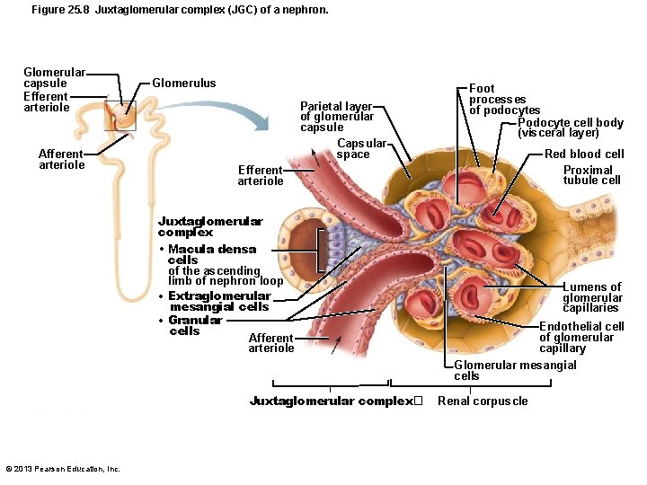 Figure 25. 8 Juxtaglomerular complex (JGC) of a nephron. Glomerular capsule Efferent arteriole Afferent