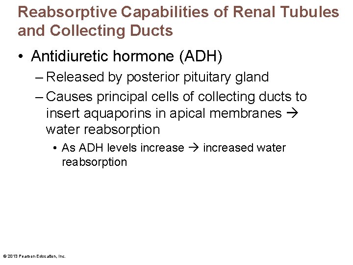 Reabsorptive Capabilities of Renal Tubules and Collecting Ducts • Antidiuretic hormone (ADH) – Released