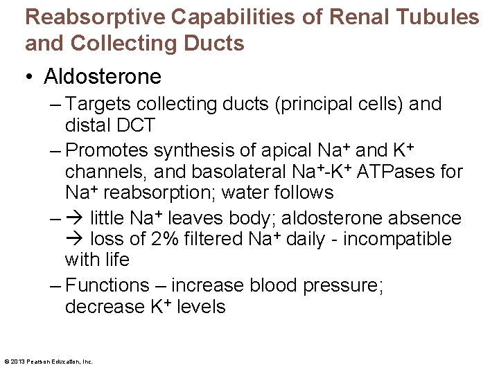 Reabsorptive Capabilities of Renal Tubules and Collecting Ducts • Aldosterone – Targets collecting ducts