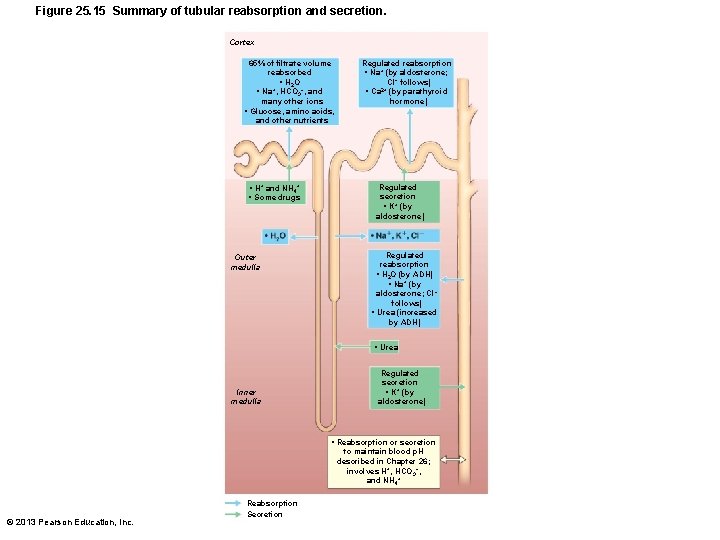 Figure 25. 15 Summary of tubular reabsorption and secretion. Cortex 65% of filtrate volume