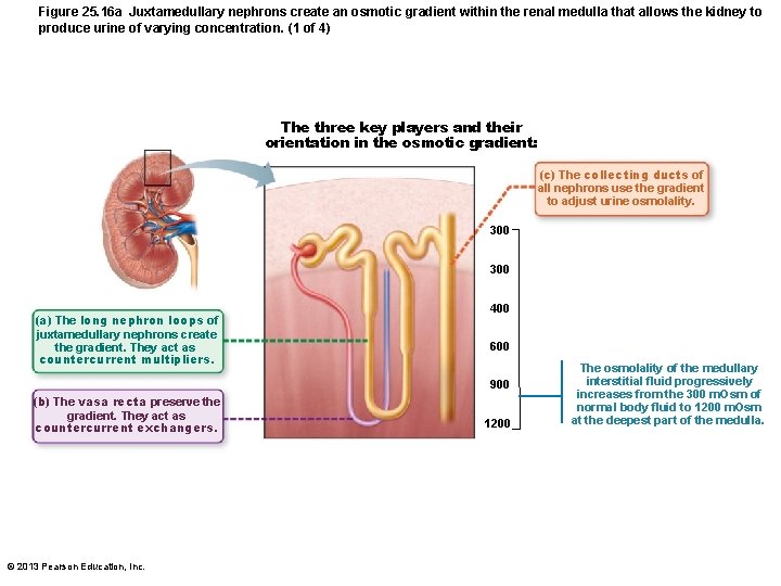 Figure 25. 16 a Juxtamedullary nephrons create an osmotic gradient within the renal medulla