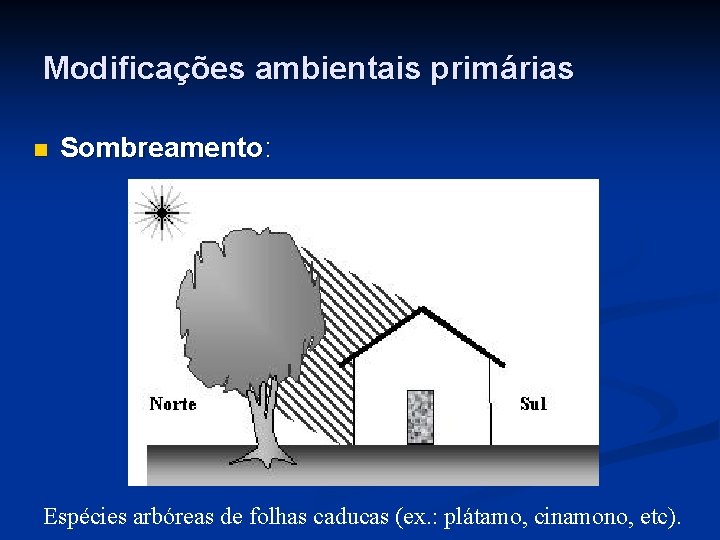 Modificações ambientais primárias n Sombreamento: Espécies arbóreas de folhas caducas (ex. : plátamo, cinamono,