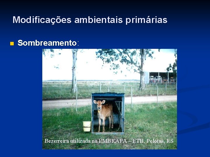 Modificações ambientais primárias n Sombreamento: Bezerreira utilizada na EMBRAPA – ETB, Pelotas, RS 