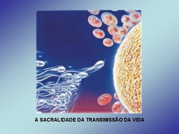 A SACRALIDADE DA TRANSMISSÃO DA VIDA 