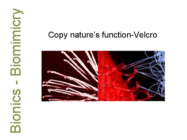 Bionics - Biomimicry Copy nature’s function-Velcro 