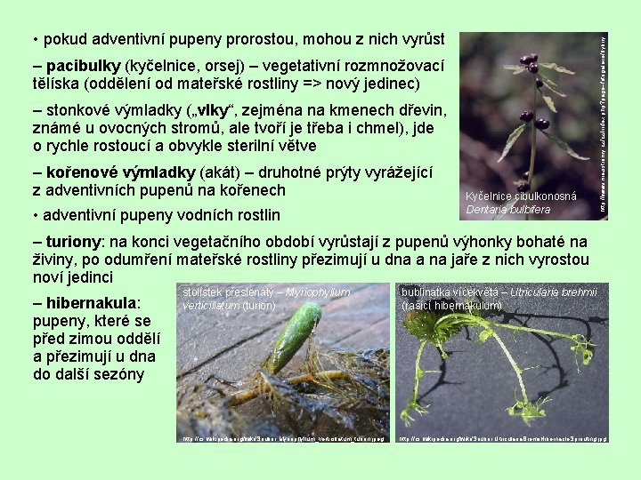 – pacibulky (kyčelnice, orsej) – vegetativní rozmnožovací tělíska (oddělení od mateřské rostliny => nový