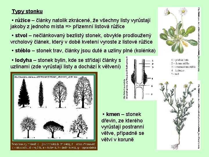  • růžice – články natolik zkrácené, že všechny listy vyrůstají jakoby z jednoho