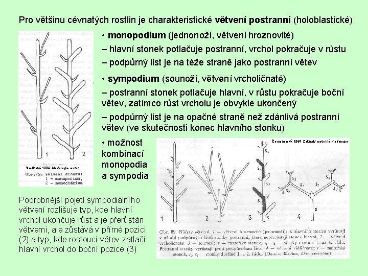 Pro většinu cévnatých rostlin je charakteristické větvení postranní (holoblastické) • monopodium (jednonoží, větvení hroznovité)