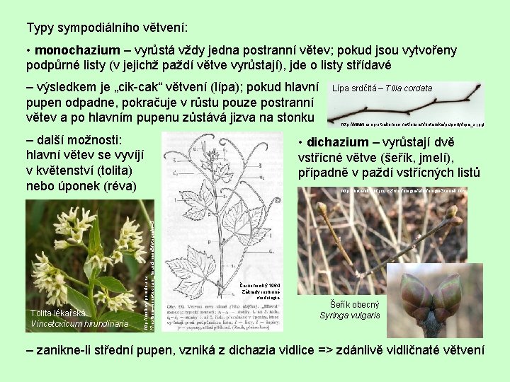 Typy sympodiálního větvení: • monochazium – vyrůstá vždy jedna postranní větev; pokud jsou vytvořeny