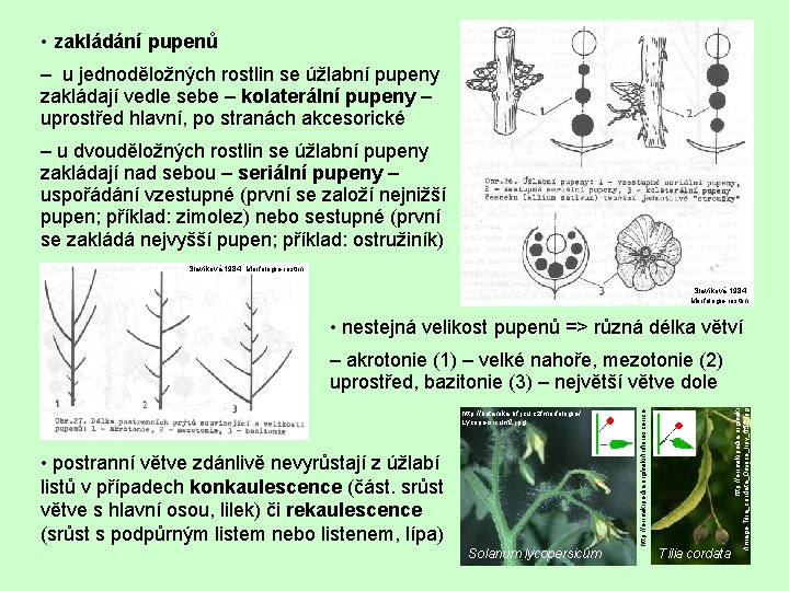  • zakládání pupenů – u jednoděložných rostlin se úžlabní pupeny zakládají vedle sebe