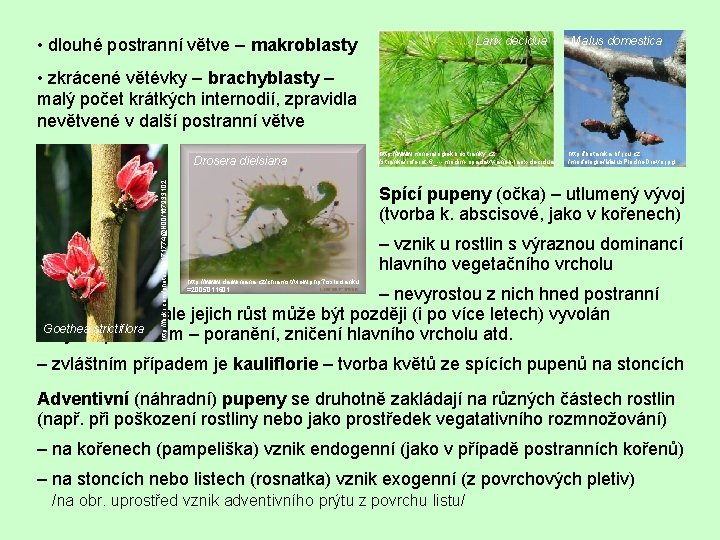  • dlouhé postranní větve – makroblasty Larix decidua Malus domestica • zkrácené větévky