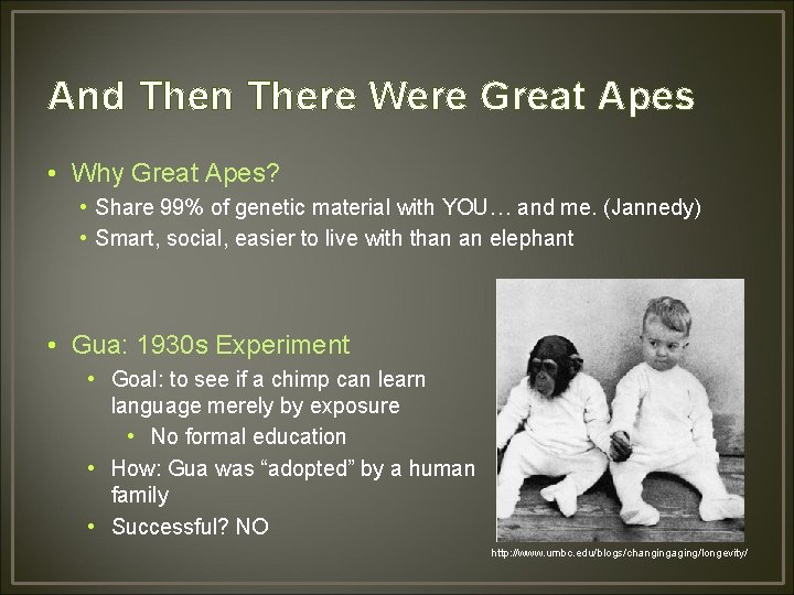 And Then There Were Great Apes • Why Great Apes? • Share 99% of