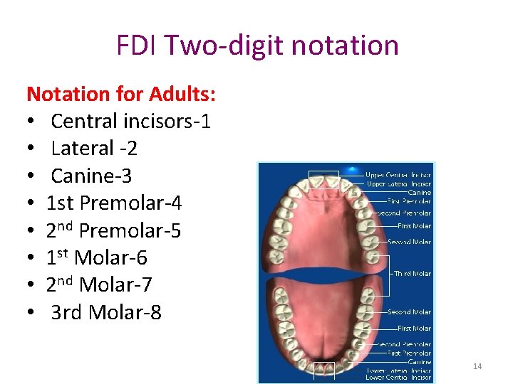 FDI Two-digit notation Notation for Adults: • Central incisors-1 • Lateral -2 • Canine-3