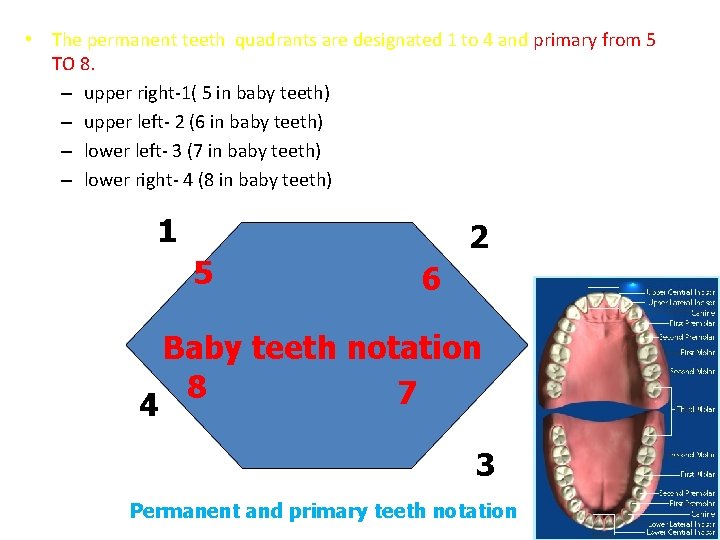  • The permanent teeth quadrants are designated 1 to 4 and primary from