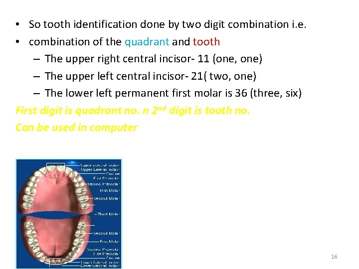  • So tooth identification done by two digit combination i. e. • combination