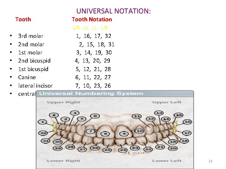 UNIVERSAL NOTATION: Tooth Notation UR UL LL LR • 3 rd molar 1, 16,