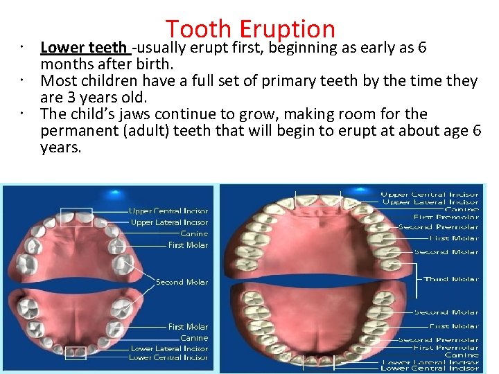 Tooth Eruption Lower teeth -usually erupt first, beginning as early as 6 months after