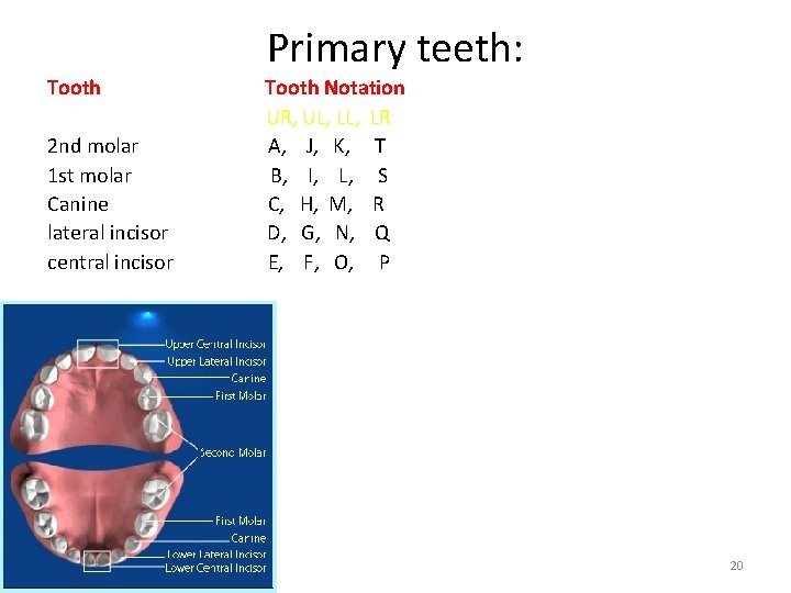 Primary teeth: Tooth Notation UR, UL, LL, LR 2 nd molar A, J, K,