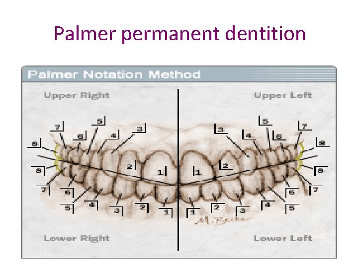 Palmer permanent dentition 22 