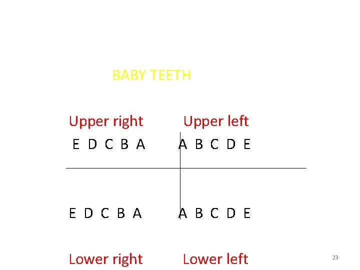  BABY TEETH Upper right Upper left E D C B A A B