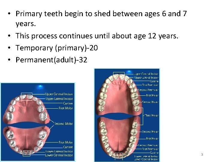 • Primary teeth begin to shed between ages 6 and 7 years. • • Primary teeth begin to shed between ages 6 and 7 years. •
