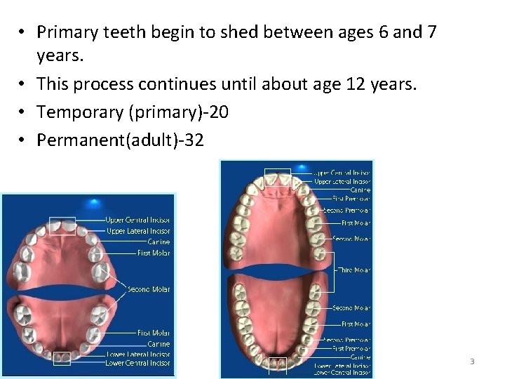  • Primary teeth begin to shed between ages 6 and 7 years. •