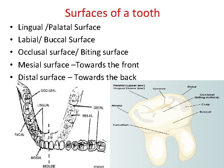 Surfaces of a tooth • • • Lingual /Palatal Surface Labial/ Buccal Surface Occlusal Surfaces of a tooth • • • Lingual /Palatal Surface Labial/ Buccal Surface Occlusal